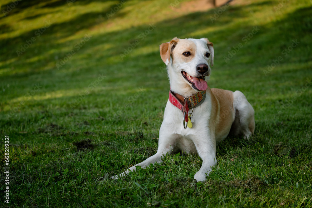 Happy adult dog lying on the green grass in a park in Madrid Happy adult dog lying on the green grass in a park in Madrid