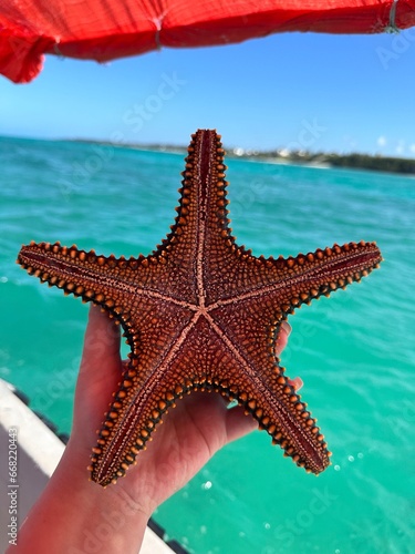 starfish    zanzibar 