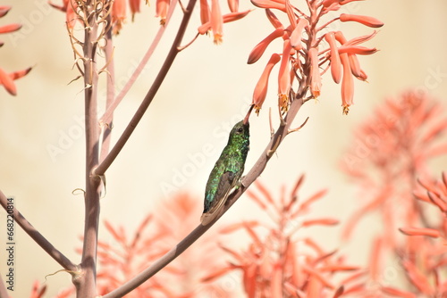 Picaflor verde con garganta verde azulada y pico rojo, sentado tomando el néctar de flores de aloe. 
Picaflor verde, Chlorostilbon lucidus. photo