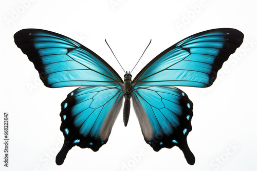 A Photorealistic Close-Up: Meticulously Detailed Butterfly in Striking Black and Aquamarine on Pure White Background - Precision and Comprehensive Nature Photography of an Accurate and Detailed Insect