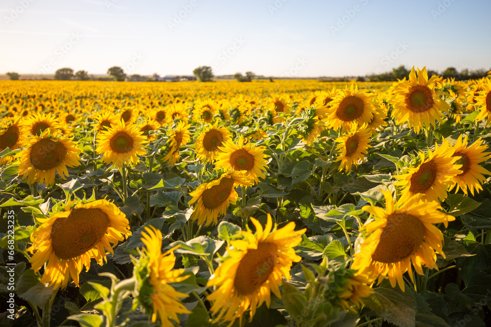 Obraz premium Sonnenblume 2