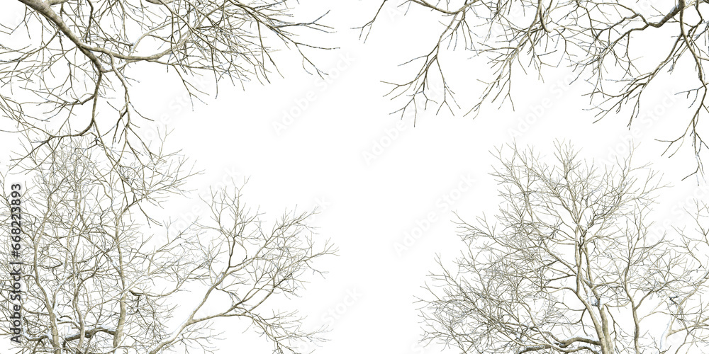 Fototapeta premium Branches of a tree in winter on white background