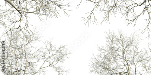 Branches of a tree in winter on white background