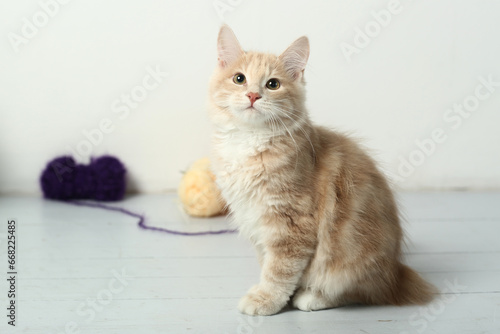 Foto red Kuril bobtail kitten closeup photo with wool ball on white wall background
