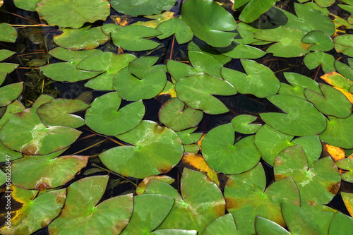lotus leaves in water.