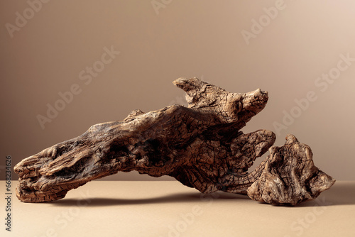 Old dry wooden snag on a beige background.