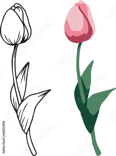 Tulip spring flower vector