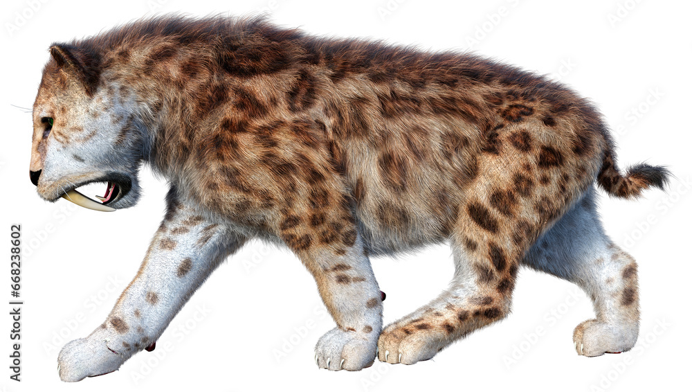 3D Rendering Sabertooth Tiger on White 3D Rendering Sabertooth Tiger on White
