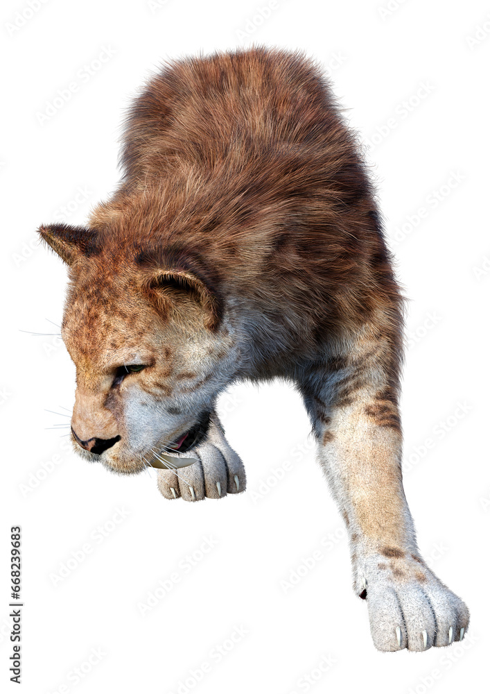 Obraz premium 3D Rendering Sabertooth Tiger on White
