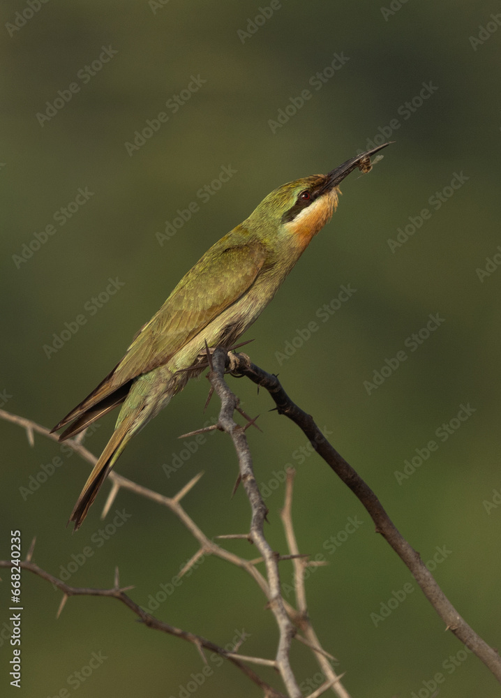 Fototapeta premium Blue-cheeked bee-eater feeding a bee, Bahrain