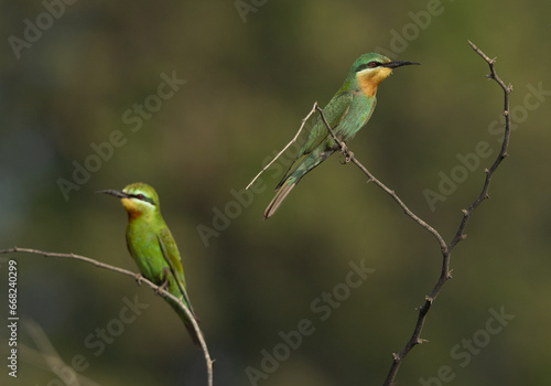A pair of Blue-cheeked bee-eater perched on tree on green backdrop