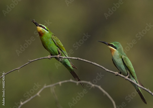 Blue-cheeked bee-eaters perched on acacia tree at Jasra, Bahrain. One of them holding a bee.