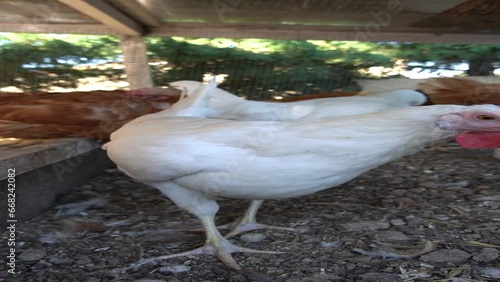 Standing white and brown laying hens walking around the farm. photo