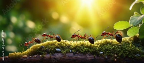 Busy ants in the morning photo