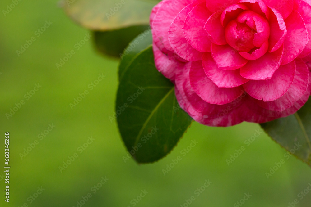 Middlemist Camelia-The rare plant, brought to Britain from China, Camellia of rare pink color, spring floral background Middlemist Camelia-The rare plant, brought to Britain from China, Camellia of rare pink color, spring floral background