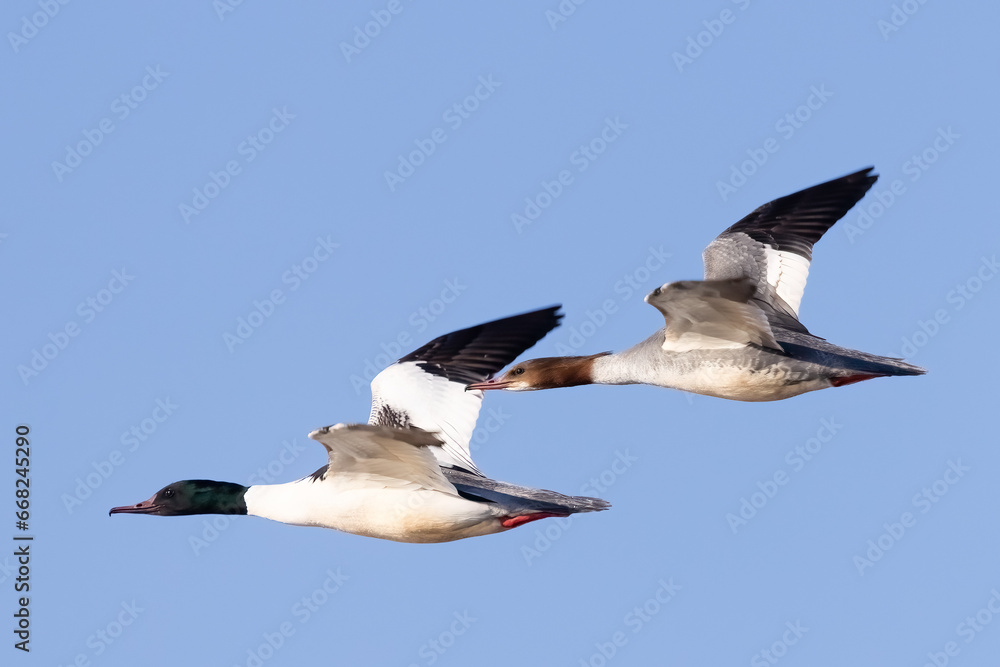 Obraz premium Common Merganser 