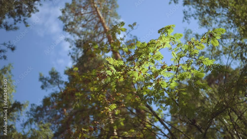 Tree crowns in summer in slow motion, tree leaves Tree crowns in summer in slow motion, tree leaves
