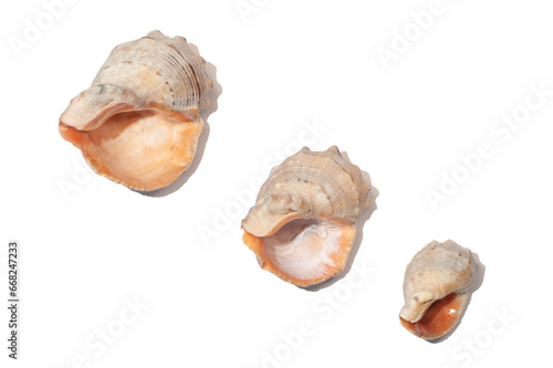 Beautiful shells of different sizes on a white background.