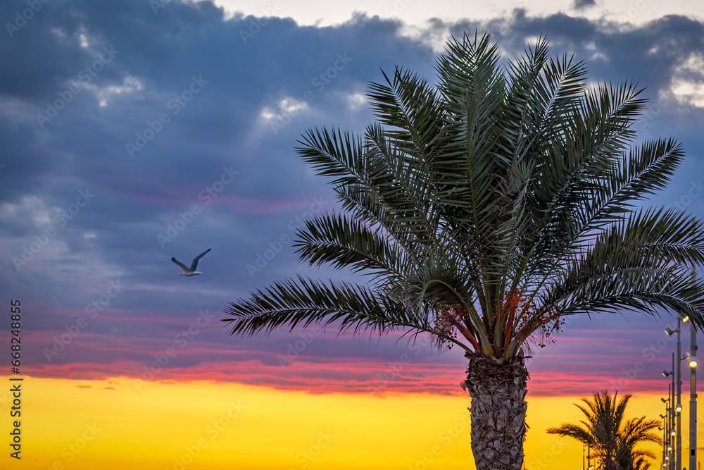 palmier au premier et en arrière plan un superbe coucher de soleil avec un ciel orangé