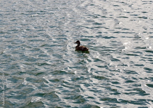 The duck swimming in the lake.