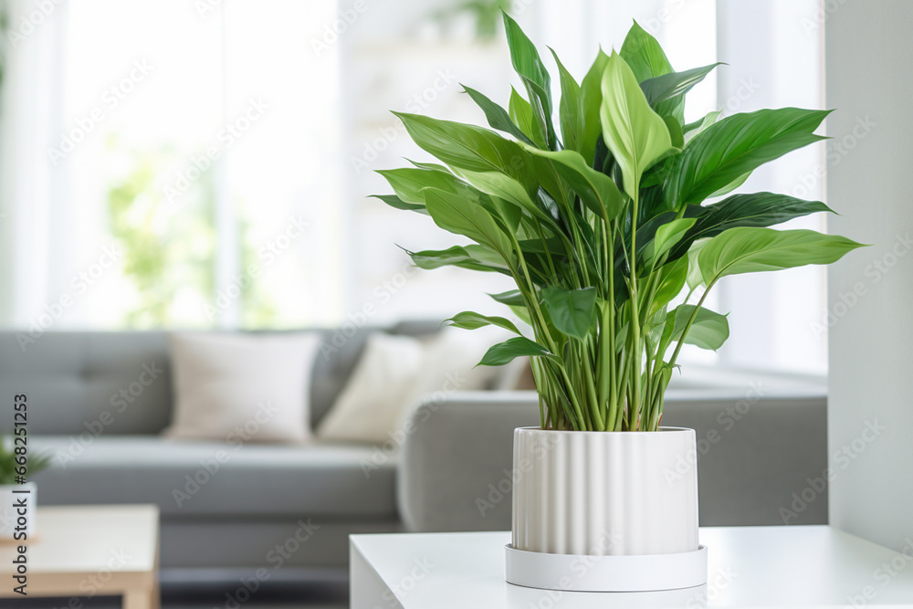 Fototapeta premium A flower in a white pot on a table in the living room