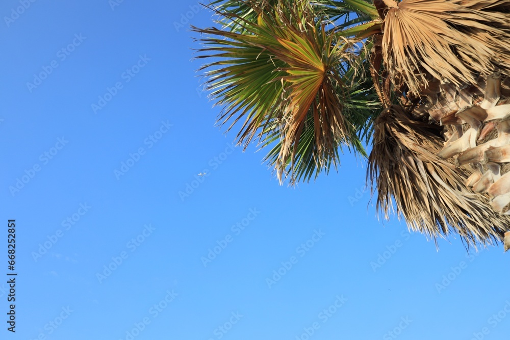 Beautiful palm tree with green leaves against blue sky, low angle view Beautiful palm tree with green leaves against blue sky, low angle view