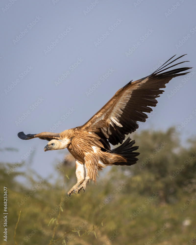 wild Himalayan vulture or Gyps himalayensis or Himalayan griffon vulture closeup in flight with full wingspan display at dumping yard of jorbeer conservation reserve bikaner rajasthan india asia wild Himalayan vulture or Gyps himalayensis or Himalayan griffon vulture closeup in flight with full wingspan display at dumping yard of jorbeer conservation reserve bikaner rajasthan india asia