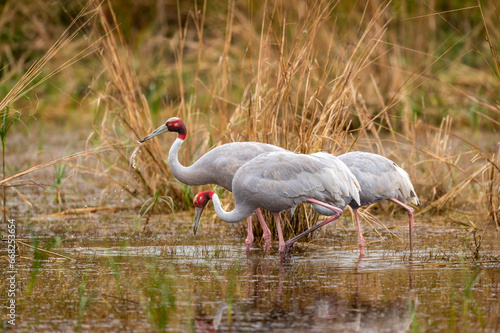 sarus crane or Grus antigone flock family water droplets in air from beak in natural green background during winter safari excursion at keoladeo national park bharatpur bird sanctuary rajasthan india photo