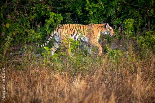Foto indian wild female tiger or panthera tigris side profile walking or territory st