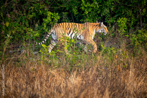 indian wild female tiger or panthera tigris side profile walking or territory stroll prowl terai region forest in natural scenic grassland in day safari at jim corbett national park uttarakhand india