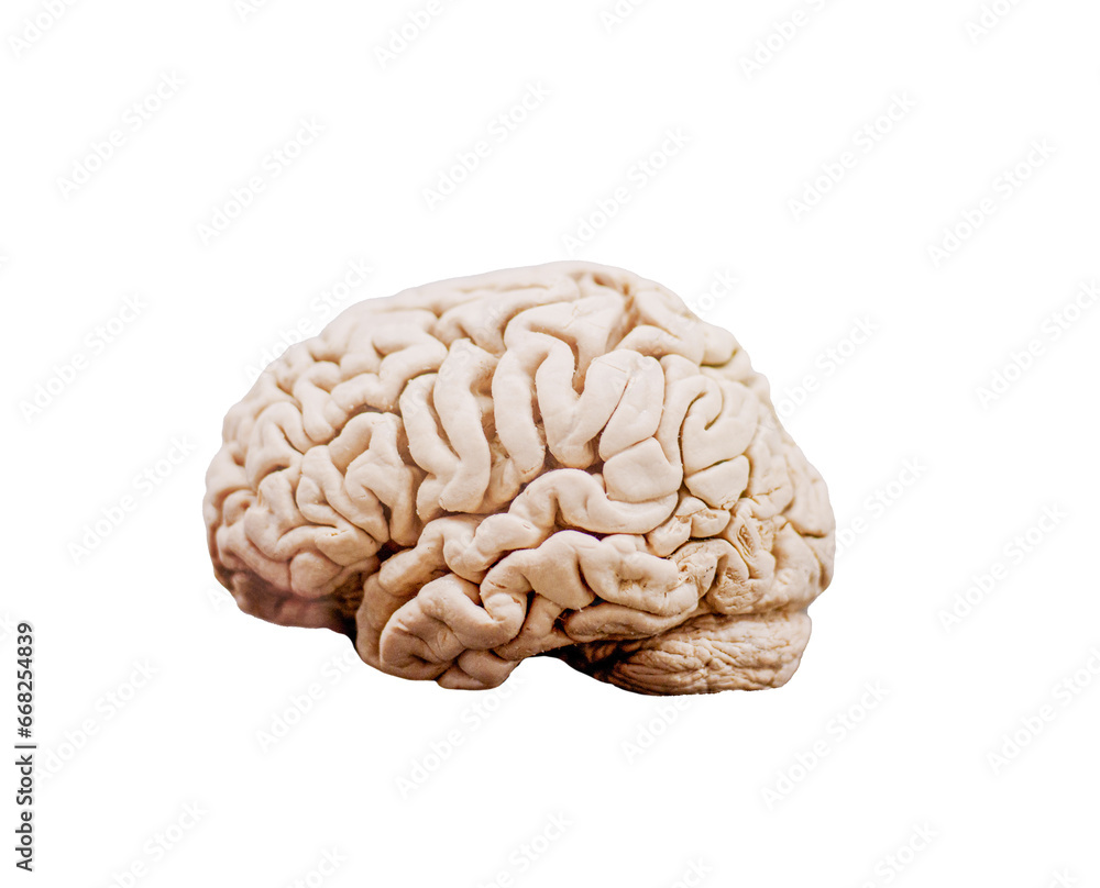 human brain isolated on white human brain isolated on white