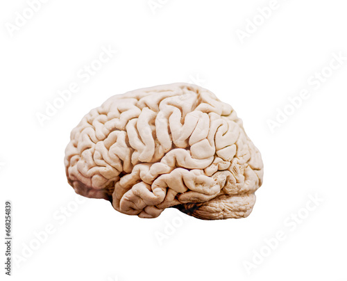 human brain isolated on white