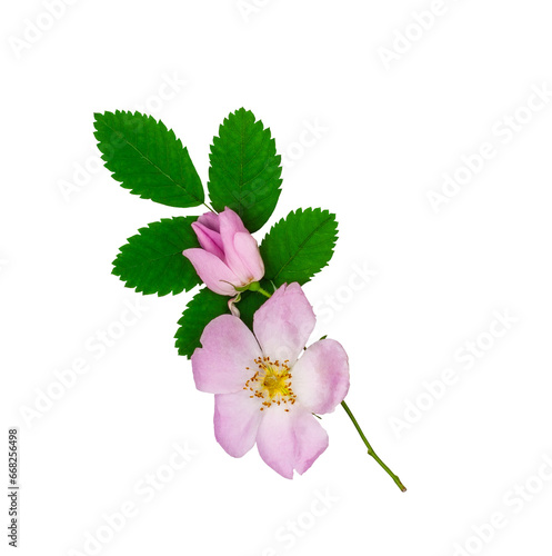 Rosehip flowers isolated on a white background
