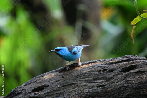 Ave azul, parada sobre una rama. 
Saí Azul, Dacnis cayana. photo