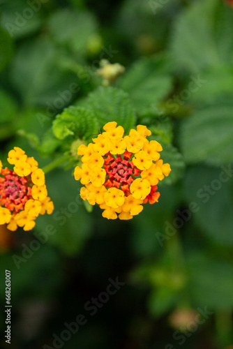 withe flower in the garden