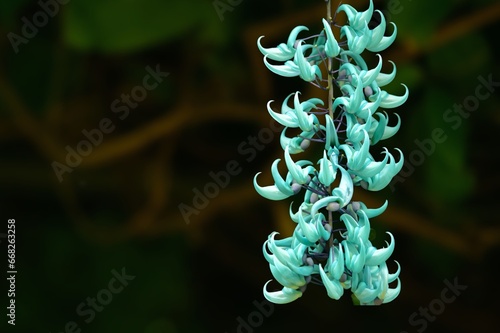 Jade vine or Emerald vine flower blooming. Strongylodon macrobotrys. The turquoise flowers of strongylodon macrobotrys, also known as jade vine, emerald  or turquoise jade vine, lying on the ground photo