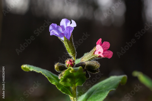 Tela Close-up of blooming flowers Pulmonaria mollis in sunny spring day, selective focus
