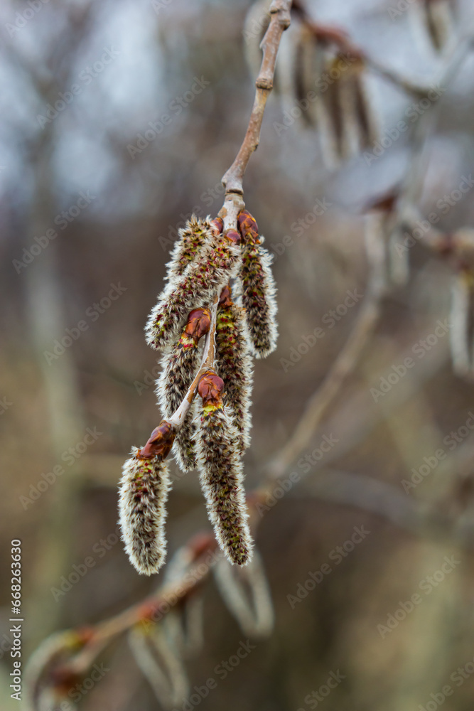 Naklejka premium pussy willow Salix caprea, male. Mass flowering of willow cats in early spring with a wonderful bokeh background. Spring concept