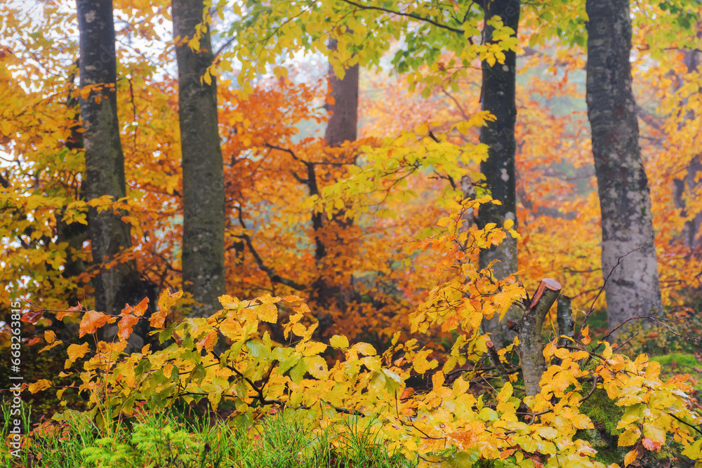 forest nature background. scenic fall season. foliage in autumn colors. wet weather forest nature background. scenic fall season. foliage in autumn colors. wet weather