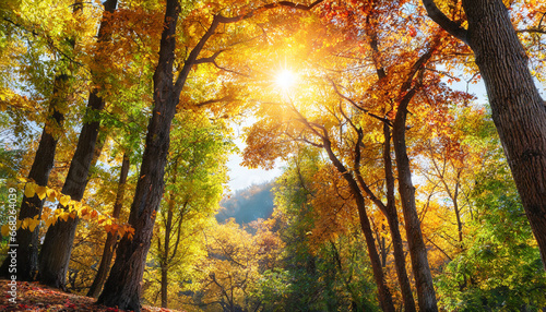 autumn scenery with a canopy of tall deciduous trees with the bright sun beautifully shining through the colorful foliage square format © Art_me2541