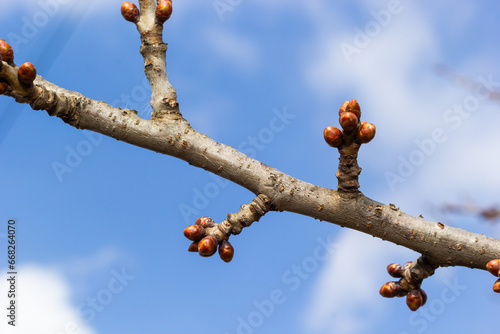 Canvas-taulu budding buds on a tree branch in early spring macro