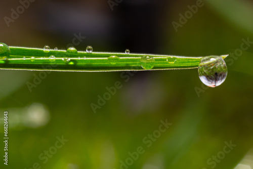 Water drops on the green grass. Morning dew, watering plants. Drops of moisture on leaves after rain. Beautiful green background on an ecological theme