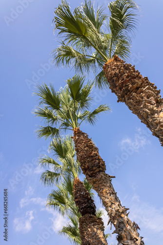 Row of tall palm trees in front of blue sky, Dutch angle photo