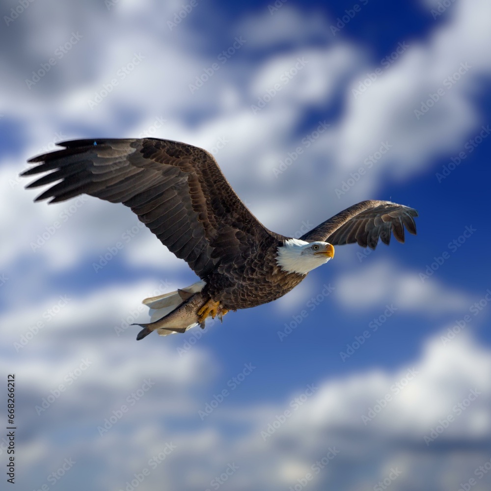 Bald Eagle Flying Photo Bald Eagle Flying Photo