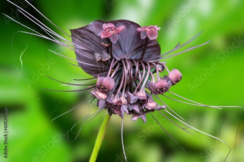 Tacca chantrieri (Bat flower, Black lily).Nearly black bloom of a bat flower Tacca chantrieri showing open and faded flowers and long whisker-like bracteoles photo