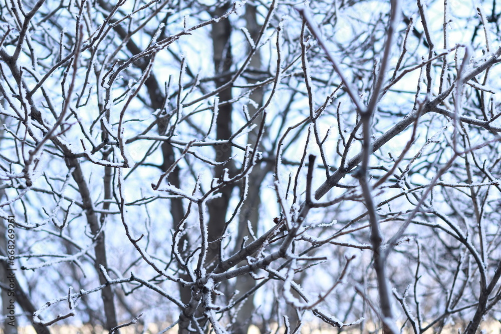 Close-up of snow-covered branches, blurred background. Close-up of snow-covered branches, blurred background.