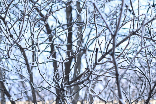 Close-up of snow-covered branches, blurred background.