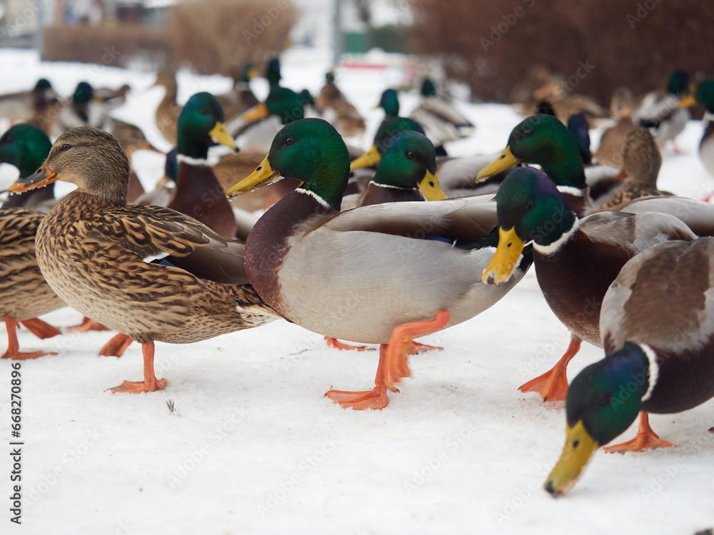 A flock of mallard ducks grazing on the snow - Anas platyrhynchos A flock of mallard ducks grazing on the snow - Anas platyrhynchos
