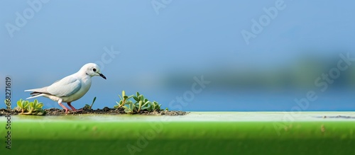 Diving near Saen Saep canal on a green surface photo