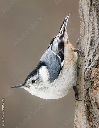 Slika na platnu white breasted nuthatch close up